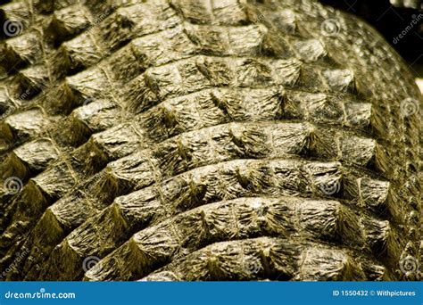 Alligator skin stock photo. Image of humid, rough, texture - 1550432