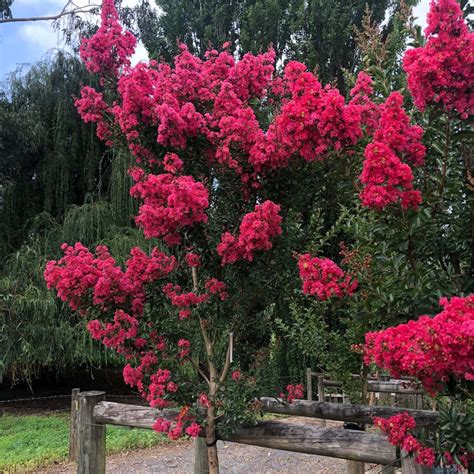 Lagerstroemia 'Tuscarora' Crepe Myrtle - Hello Hello Plants & Garden ...