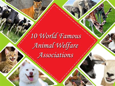 10 World Famous Animal Welfare Associations - Dollons