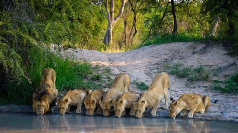 10 Safari Holidays in South Africa: Itinerary | Bookmundi