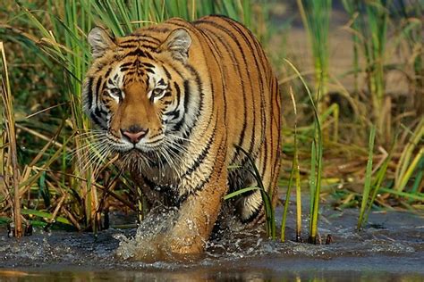 Where Is Sundarbans National Park? - WorldAtlas.com