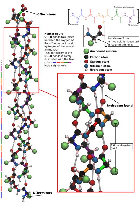 secondary structure alpha helix parallel antiparallel beta sheet .pdf ...