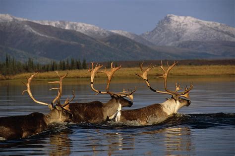 Caribou Herd Swimming Across Kobuk Photograph by Nick Jans - Fine Art ...