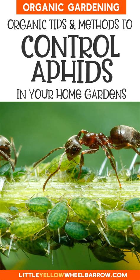 Aphids: How to Organically Control Aphids in The Garden