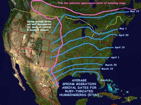 Hummingbird: spring migration, fall migration