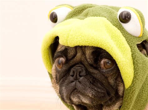 10 Reasons That Pugs Are The Funniest Dogs In The World