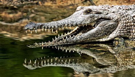 Great Facts: Do crocodile smiles hold the secret to regrowing teeth?