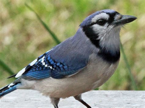 File:Blue Jay RWD.jpg - Wikipedia