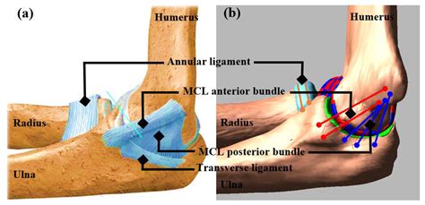 Medial Collateral Ligament Elbow Ultrasound