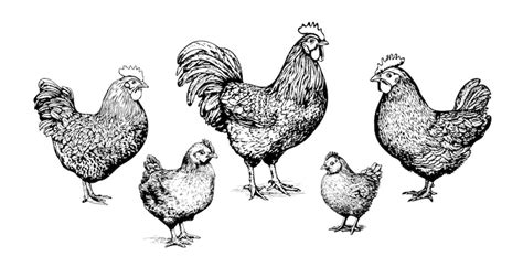 Premium Vector | Chicken family hand drawn sketch in doodle style ...