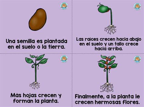 Ciclo vida de las PLANTAS (4) - Imagenes Educativas