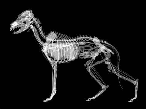 Dog X-ray Anatomy – Wallmonkeys