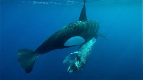 Killer whales hunting a Humpback whale calf and eating its tongue ...