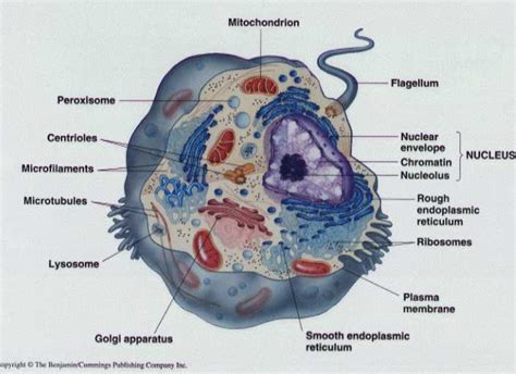 The cell - Biology 11