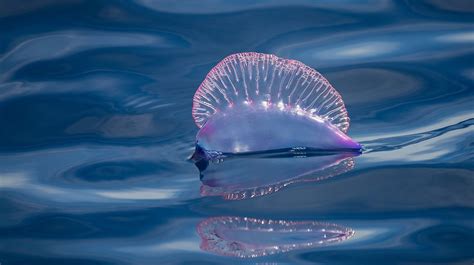 What Is A Blue Bottle Jellyfish