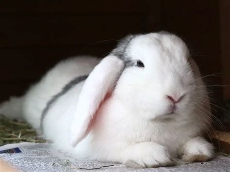 When and how rabbits sleep: in-depth guide - New Rabbit Owner