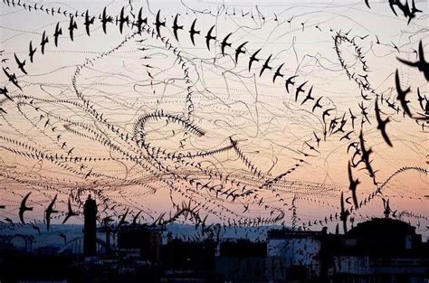 Flight Pattern of Birds : r/Damnthatsinteresting