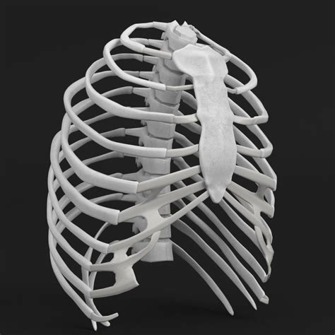 Human rib cage 3D model - TurboSquid 1176687