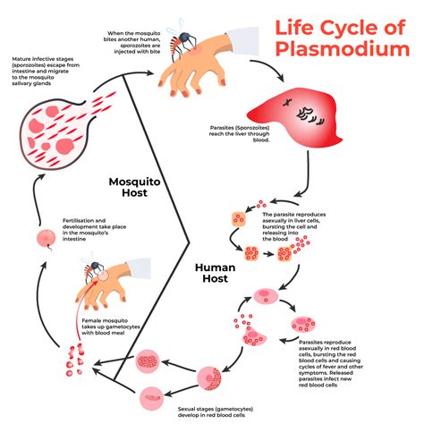 Life Cycle Of Plasmodium Class 12