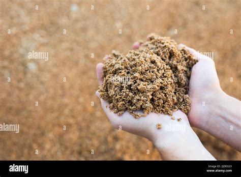 Male hands holding handful of beer bagasse Stock Photo - Alamy