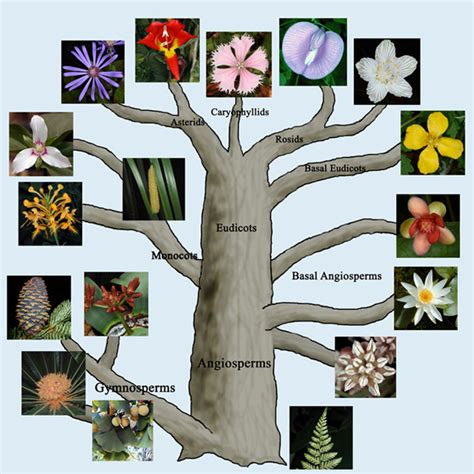 Plant Life: Systematics and Taxonomy