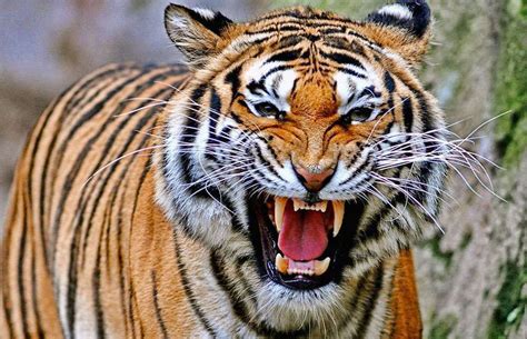 Construction worker mauled by tiger loses thumb in Florida