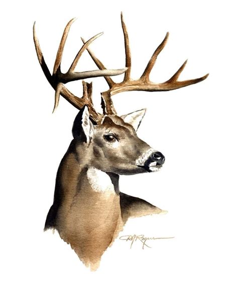 WHITETAIL BUCK Art Print Signed by Artist DJ by k9artgallery