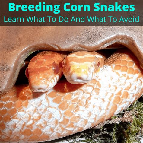 Breeding Corn Snakes (Learn What To Do And What To Avoid)