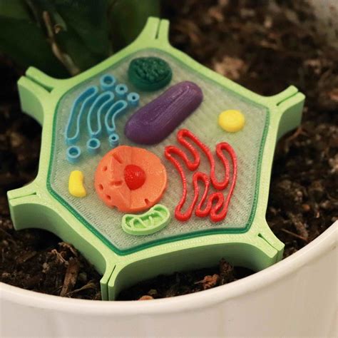 Free 3D file Plant Cell Model (8 Colors) 🌿・3D printer model to download ...