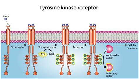 Receptor Tyrosine Kinase Pathway