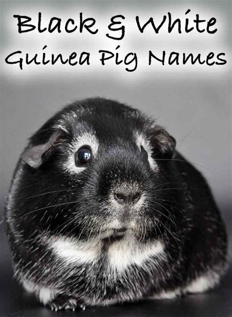 Black And White Guinea Pig Names - 250 Awesome Idea