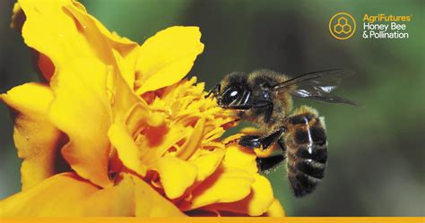 Honey Bee & Pollination | AgriFutures Australia