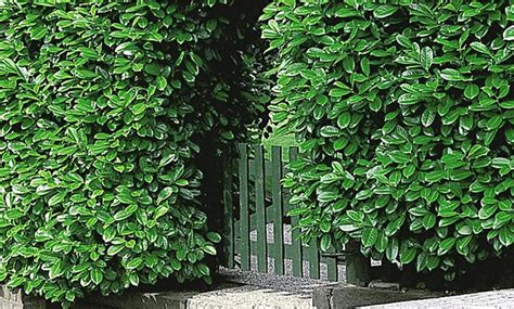 12 Cherry Laurel Hedge Plants | Groupon Goods