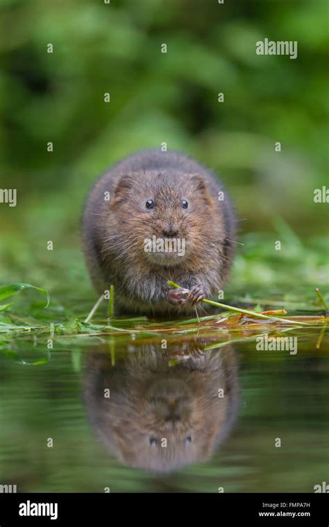 European Water Vole or Northern Water Vole (Arvicola amphibius) feeding ...