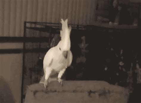 WATCH: Dance, Snowball! What this cockatoo is teaching us | story ...