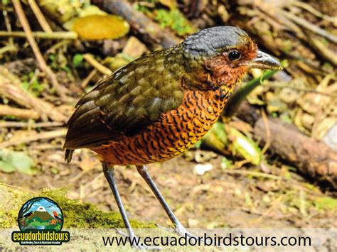 Day tours | Best binoculars for birding | Birding tours Ecuador