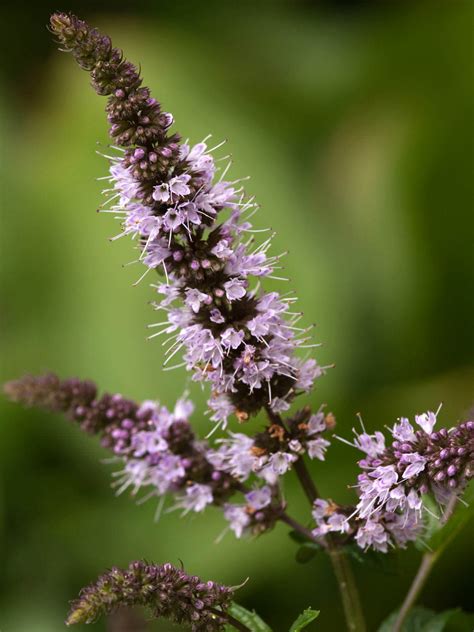 Mentha × piperita - Peppermint | World of Flowering Plants