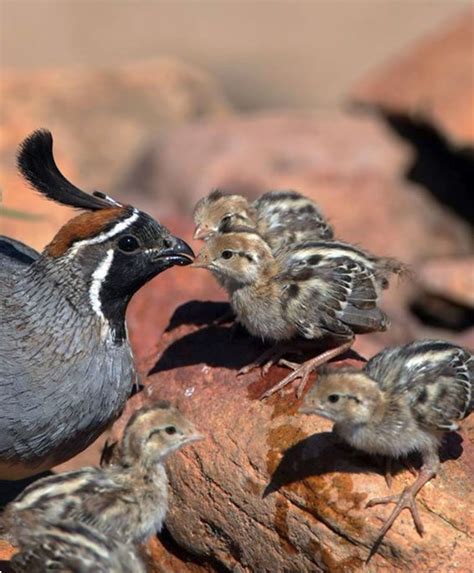 Gambel’s quail and chicks. Little Birds, Small Birds, Pet Birds ...