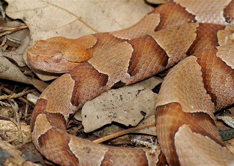 Copperhead Snakes: Facts, Bites & Babies | Live Science