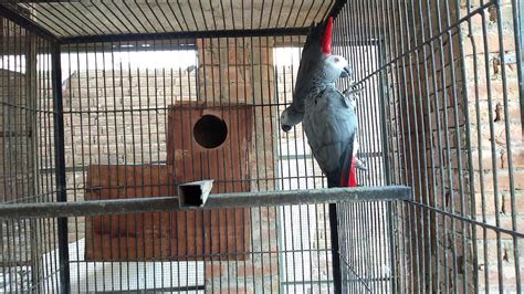 African Gray Parrot Breeding Farm | You bird Tv - YouTube