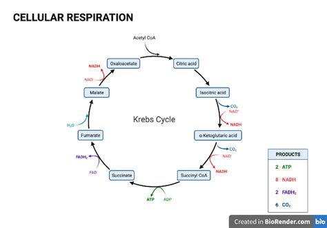 The KREBS CYCLE: the final metabolic pathway of nutrient oxidation - EINUMM