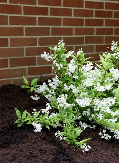 Small Flowering Shrubs Zone 5 - Okejely Garden Plant