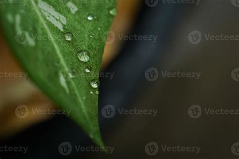 Rain drops on the leaves in the garden 10409161 Stock Photo at Vecteezy