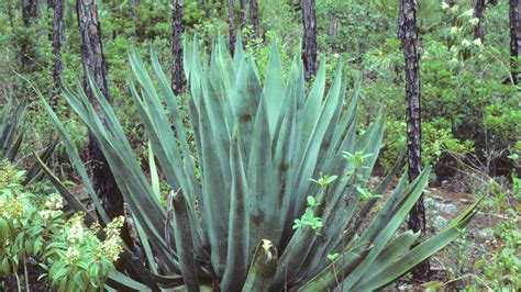 Agave sisalana: Systematics, Etymology, Habitat, Cultivation ...