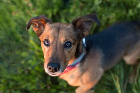 How Big Does A Dachshund Mix Get