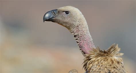 Cape Vulture © Albert Froneman - Project Vulture