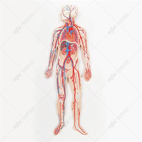 Human Circulatory System Model - admin