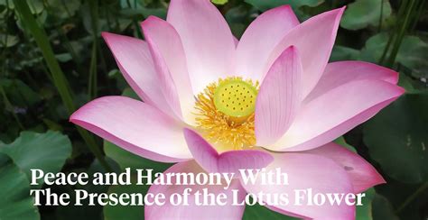 Lotus Flower - The Special Meaning, Symbolism, and Influence Over the Ye...