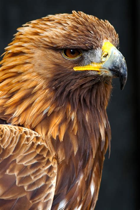 Male Golden Eagle | Birds | Wildlife | Photography By Martin Eager ...