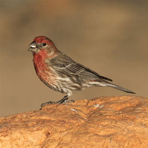 Red Sparrow Bird, are they real? Expert Birder - Happy Birding